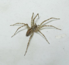 Tegenaria ferruginea