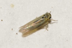 Zyginidia pullula