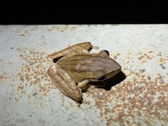 Polypedates leucomystax