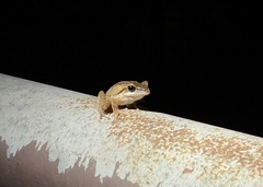 Polypedates leucomystax