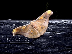 Antheraea frithi
