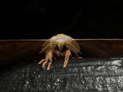 Antheraea frithi