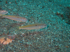 Parupeneus heptacantha