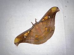 Antheraea frithi
