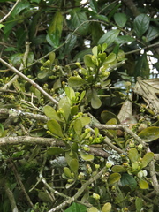 Dendrophthora clavata