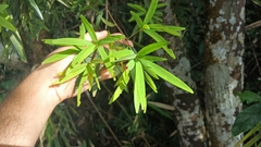 Quercus bambusifolia