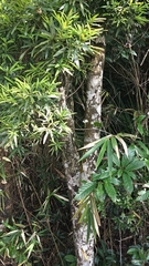 Quercus bambusifolia