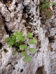 Adiantum capillus-veneris