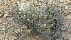 Pegolettia baccaridifolia