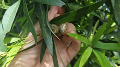 Quercus bambusifolia