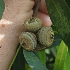 Quercus bambusifolia
