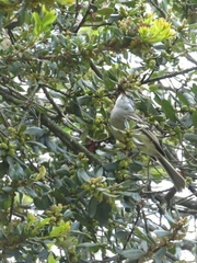 Mecocerculus leucophrys