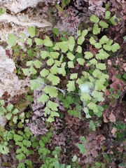 Adiantum capillus-veneris