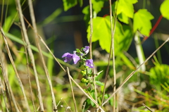 Scutellaria integrifolia