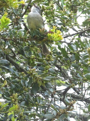 Mecocerculus leucophrys