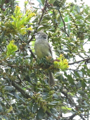 Mecocerculus leucophrys