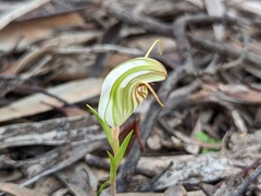 Pterostylis erythroconcha