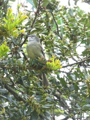 Mecocerculus leucophrys