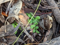Pterostylis erythroconcha