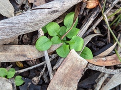 Pterostylis erythroconcha