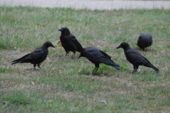 Corvus corone