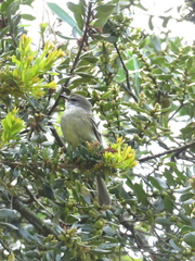 Mecocerculus leucophrys