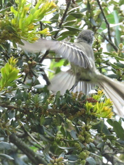 Mecocerculus leucophrys