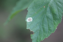 Cameraria corylisella