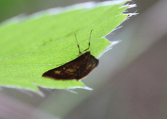 Pyrausta acrionalis