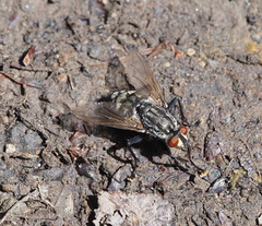 Sarcophaga variegata