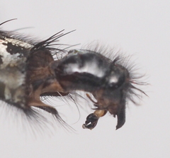 Sarcophaga variegata