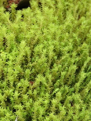 Leptodontium