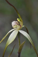 Caladenia fuliginosa