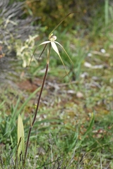 Caladenia fuliginosa
