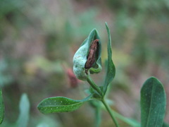 Dasineura serotina