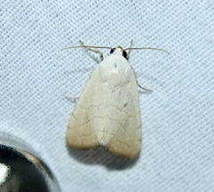 Bagisara buxea