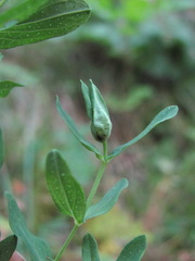 Dasineura serotina