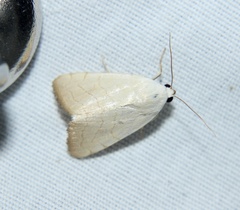 Bagisara buxea