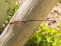 Dolichomitus imperator