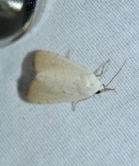 Bagisara buxea