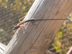 Dolichomitus imperator