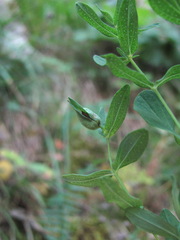 Dasineura serotina
