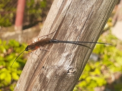 Dolichomitus imperator