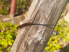 Dolichomitus imperator