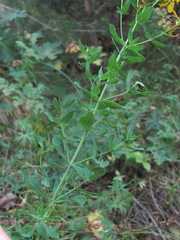 Dasineura serotina