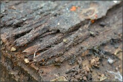 Willkommlangea reticulata