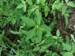 Croton glandulosus septentrionalis