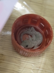Gekko japonicus