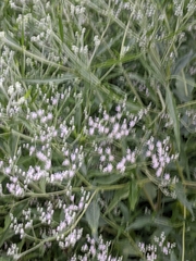 Eupatorium