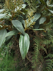 Miconia biappendiculata
